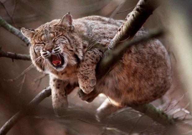 Bobcat